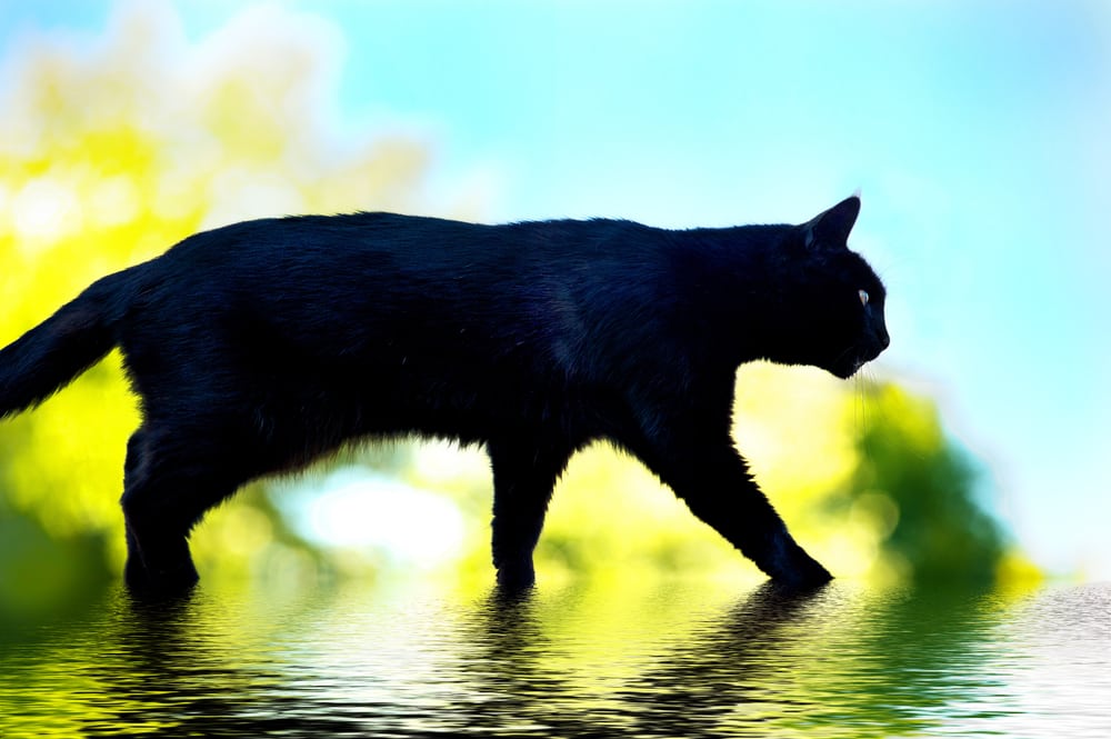 black cat crossing_neuromyths_tbmarketing_doncaster